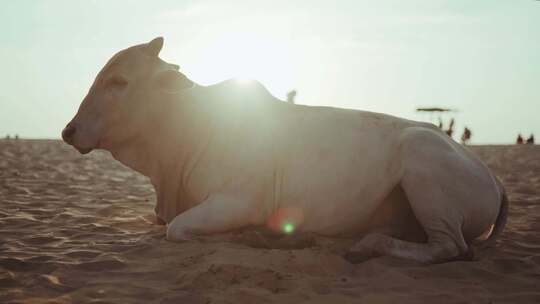 沙滩上休息的海牛