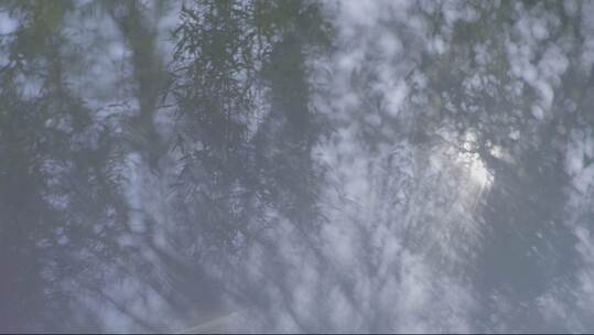 【自然风景】夏日柳树.炎热阳光氛围感4k