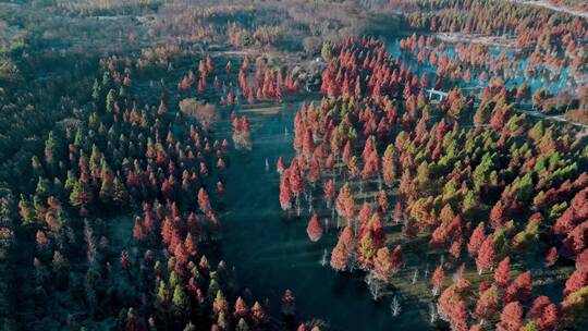 冬季水杉红色树叶