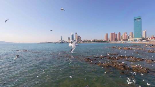 青岛栈桥冬季的海鸥