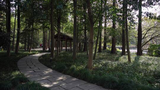 杭州西湖景区杨公堤风景