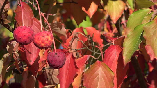 秋天灌木上的红球果实