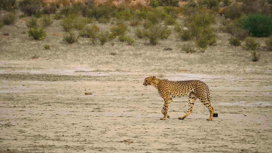 南非白天雄伟的猎豹穿过田野。-慢速跟踪拍摄