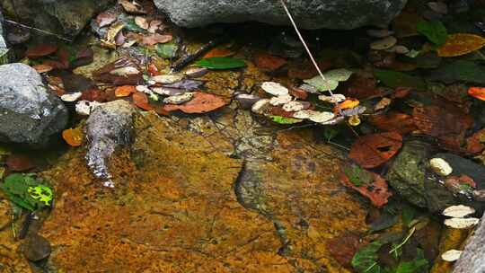 夏天森林里岩石小溪溪流瀑布流水