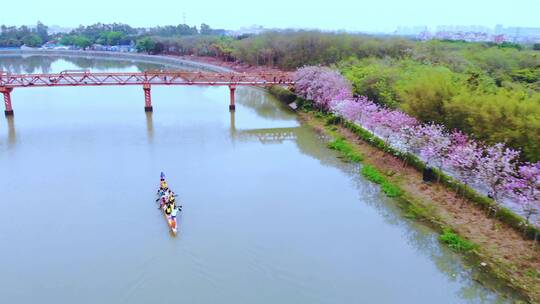 广州海珠湿地紫荆花航拍（二）