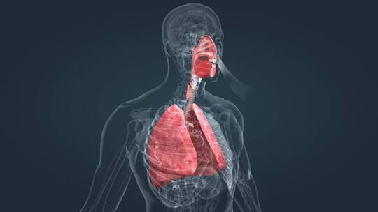 医学人体奥秘支气管肺部肺炎呼吸疾病上呼吸