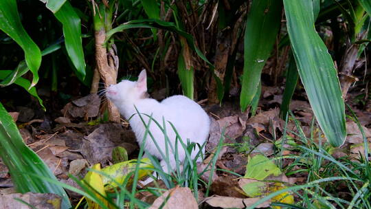 流浪猫 野猫