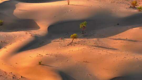 沙漠中的胡杨树