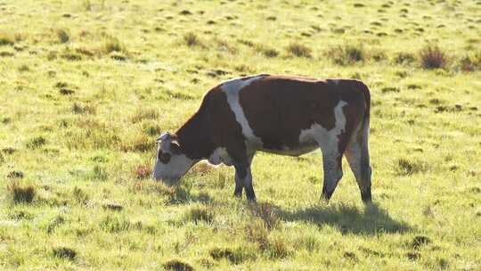 黄牛在草地上吃草