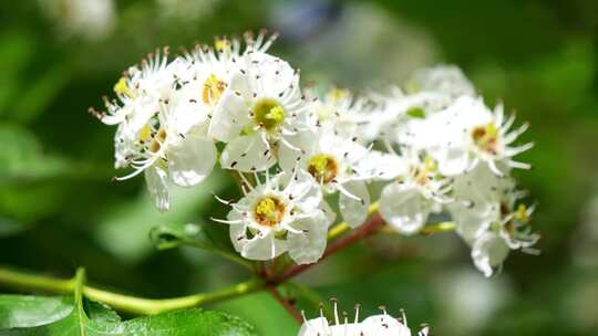 山楂树花 盛开 花瓣 山楂 果树