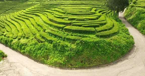 种植园，梯田，茶，绿色