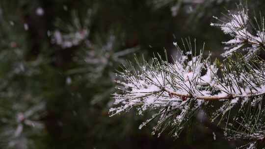 寒冷冬季公园松树雪花大雪空境升格