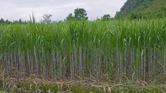 广西甘蔗种植蔗糖制糖原料乡村振兴农业田地