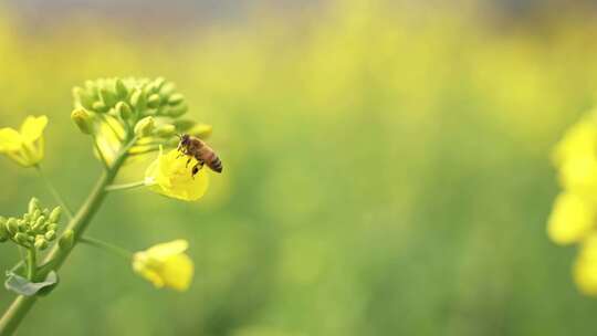 春天油菜花田里的蜜蜂采蜜飞舞视频素材模板下载