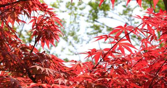 秋天阳光枫叶红枫逆光唯美空镜