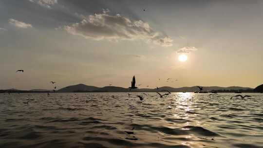 夕阳下无锡蠡湖飞鸟翱翔的唯美画面