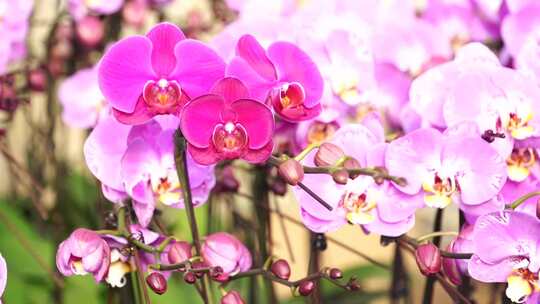 蝴蝶兰 兰花 花朵 观赏花 卉漂亮的花朵