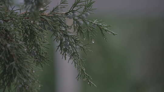 下雨 天气 雨天 内蒙古 呼和浩特