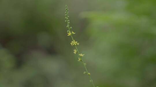 广东农村大山菊花