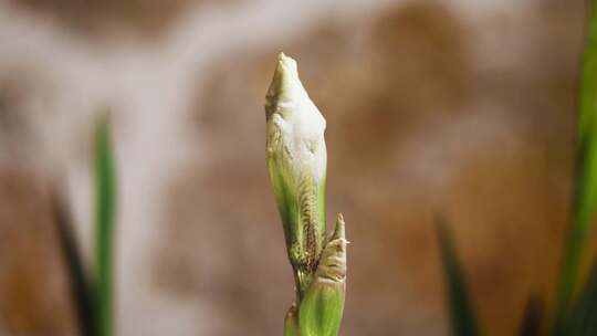 兰花开花延时拍摄