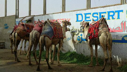 开罗街头的骆驼