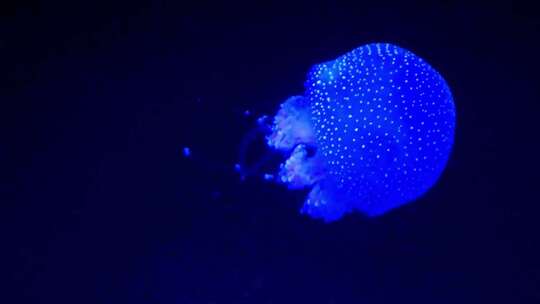 超唯美海底发光的蓝色水母