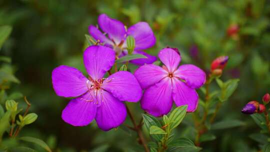 三朵紫色花