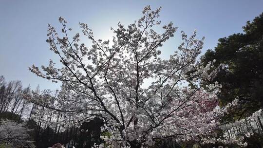 4k逆光樱花树