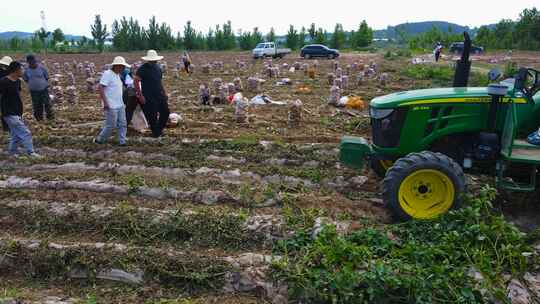 挖土豆 土地 种植视频素材模板下载