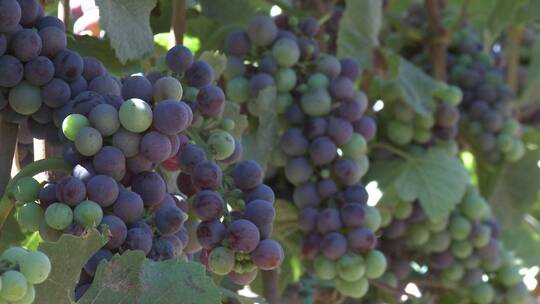 葡萄园成熟的葡萄视频素材模板下载