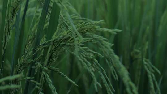 水稻、稻谷、大米、米饭视频素材模板下载