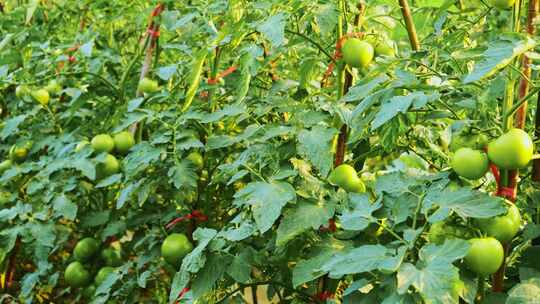 西红柿番茄种植