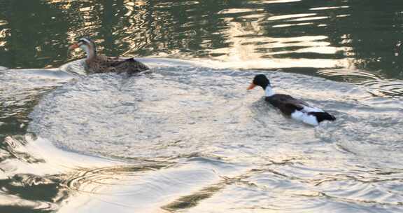 鸭子戏水游泳阳光湖水