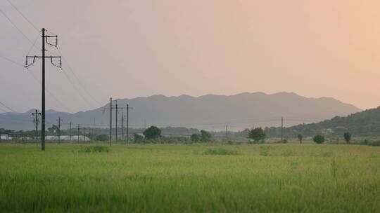 农村黄昏稻田绿油油夕阳下的水稻