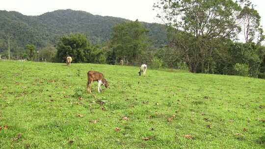 Bois e vacas pastand