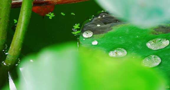 雨后荷叶上的露水珠