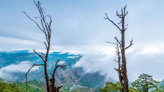 大山里的枯树景观