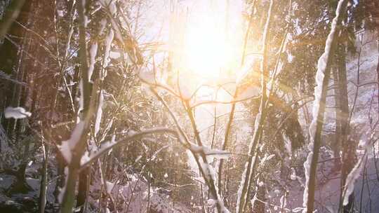 冬季森林里雪花飘落慢镜头高清在线视频素材下载