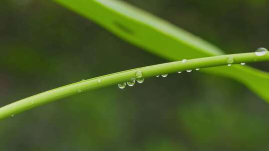 植物叶子水珠露珠特写