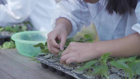 科学农业专家幼苗培育研究实验