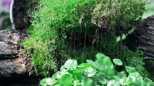4K实拍升格庭院盆景绿色苔藓涓流植物