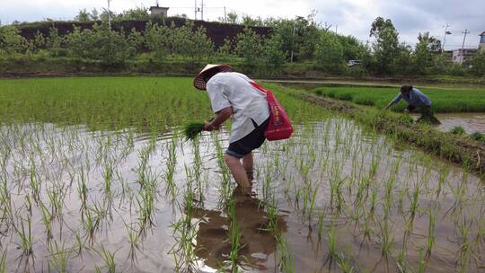 湘南农民稻田插秧劳动3