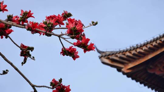 春风中摇曳的木棉花和古建筑