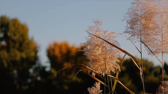 夕阳下的芦苇