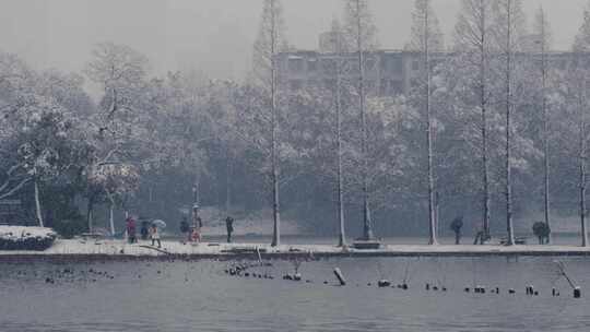 大雪中的水杉与游人