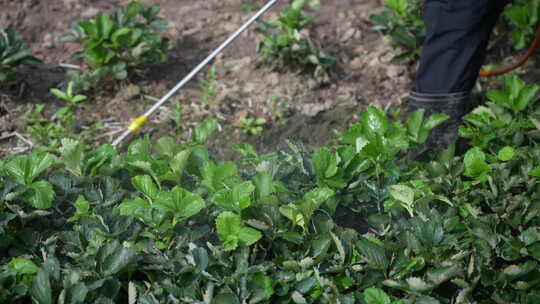 农民田间劳动种植蔬菜蔬菜大棚里的蔬菜草莓视频素材模板下载