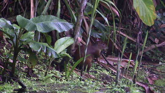 在热带雨林中吃的中美洲刺猬。