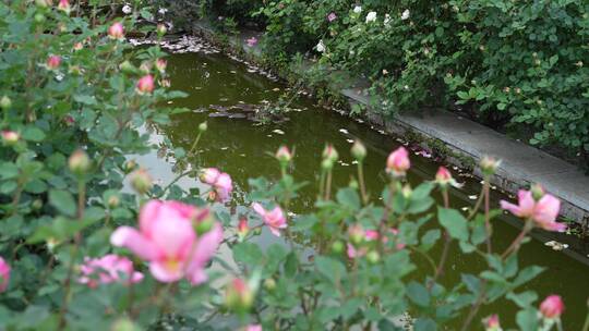 花园园艺园林月季园玫瑰花池塘溪水