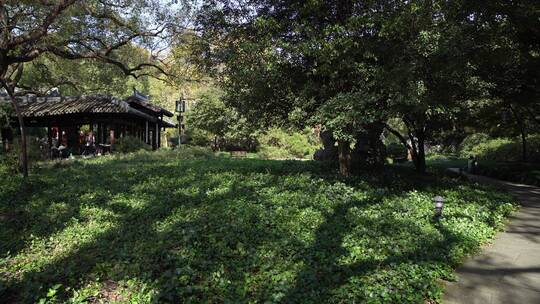 杭州西湖景区曲院风荷风景