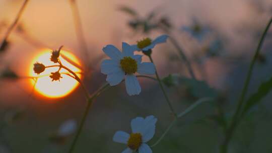 夕阳小花微风吹动